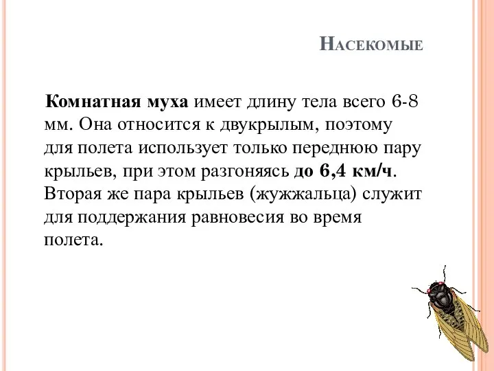 Насекомые Комнатная муха имеет длину тела всего 6-8 мм. Она относится