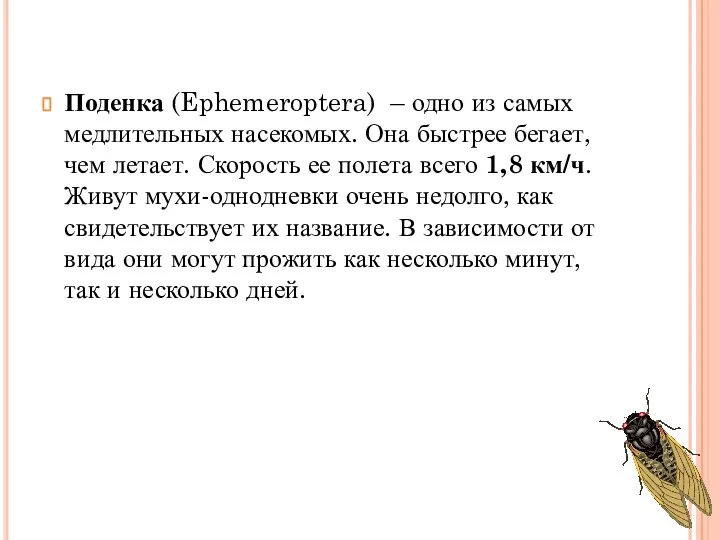 Поденка (Ephemeroptera) – одно из самых медлительных насекомых. Она быстрее бегает,