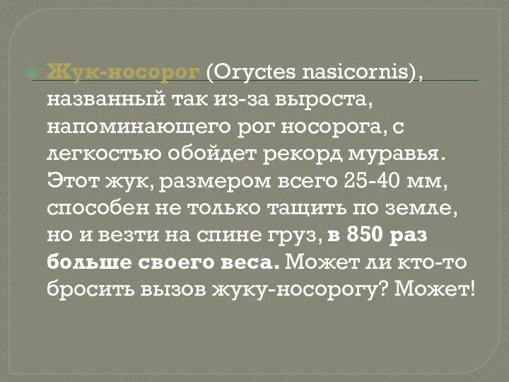 Жук-носорог (Oryctes nasicornis), названный так из-за выроста, напоминающего рог носорога, с