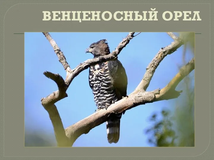 ВЕНЦЕНОСНЫЙ ОРЕЛ