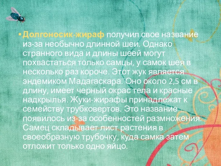 Долгоносик-жираф получил свое название из-за необычно длинной шеи. Однако странного вида