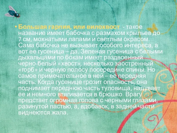 Большая гарпия, или вилохвост - такое название имеет бабочка с размахом