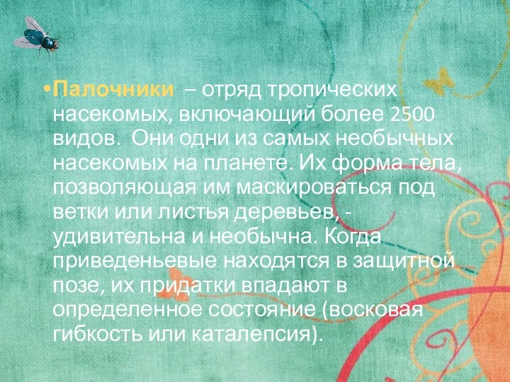 Палочники – отряд тропических насекомых, включающий более 2500 видов. Они одни