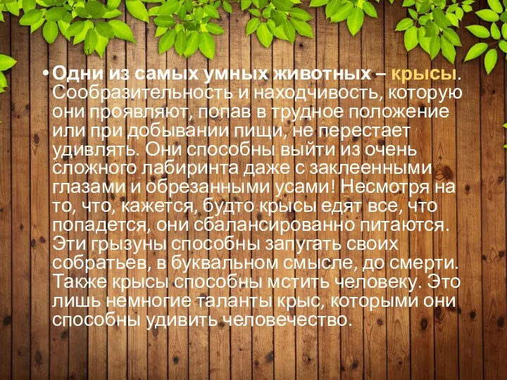 Одни из самых умных животных – крысы. Сообразительность и находчивость, которую