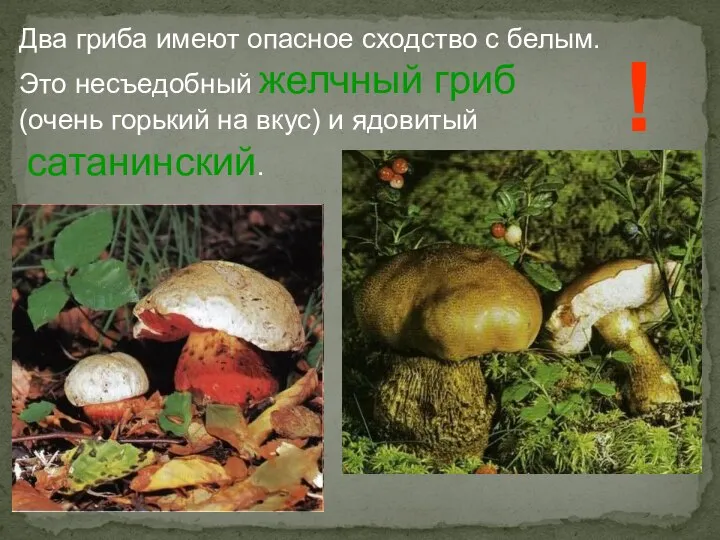 Два гриба имеют опасное сходство с белым. Это несъедобный желчный гриб