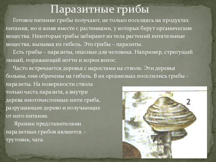 Готовое питание грибы получают, не только поселяясь на продуктах питания, но