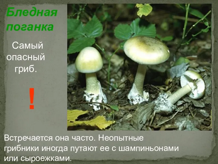 Бледная поганка Самый опасный гриб. Встречается она часто. Неопытные грибники иногда