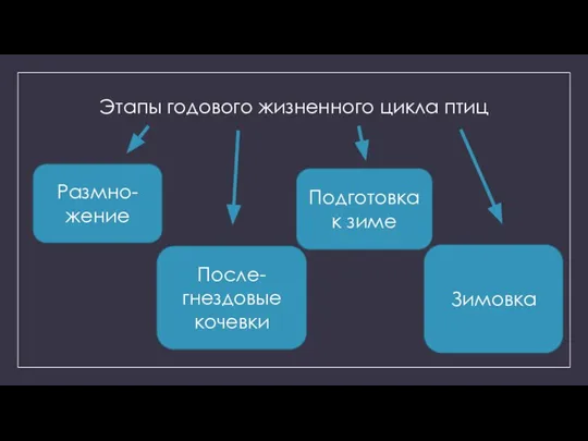 Этапы годового жизненного цикла птиц Размно-жение Подготовка к зиме После-гнездовые кочевки Зимовка