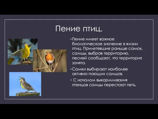 Пение птиц. Пение имеет важное биологическое значение в жизни птиц. Прилетевшие