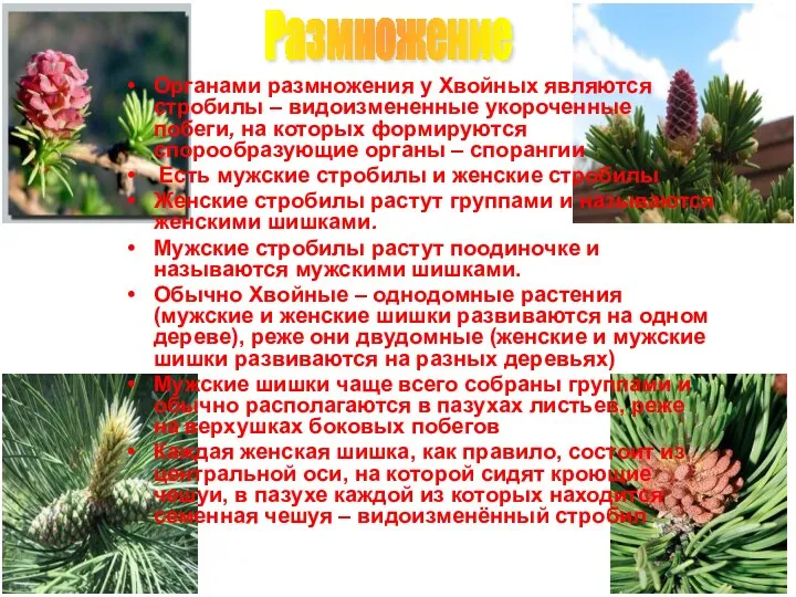 Размножение Органами размножения у Хвойных являются стробилы – видоизмененные укороченные побеги,