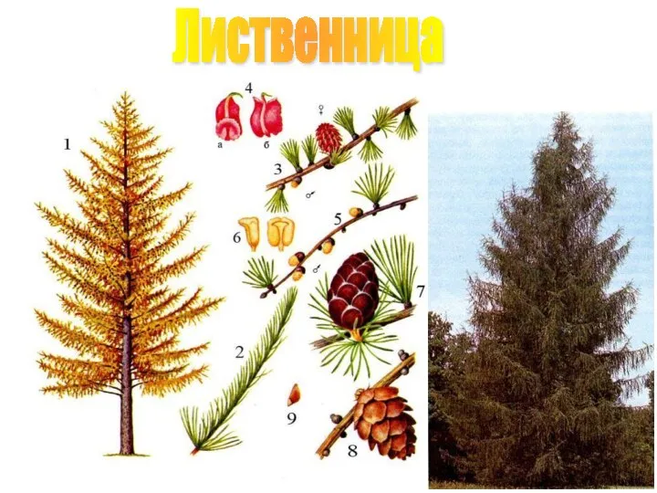 Лиственница