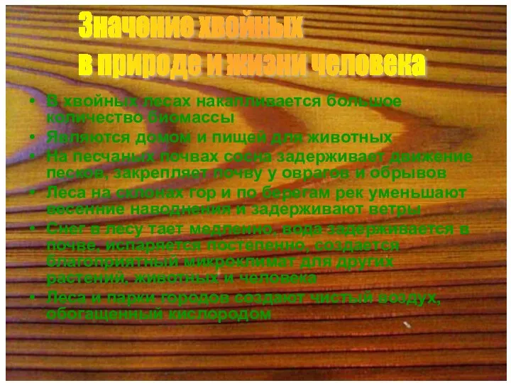 В хвойных лесах накапливается большое количество биомассы Являются домом и пищей