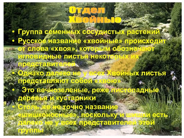 Группа семенных сосудистых растений Русское название «хвойные» происходит от слова «хвоя»,