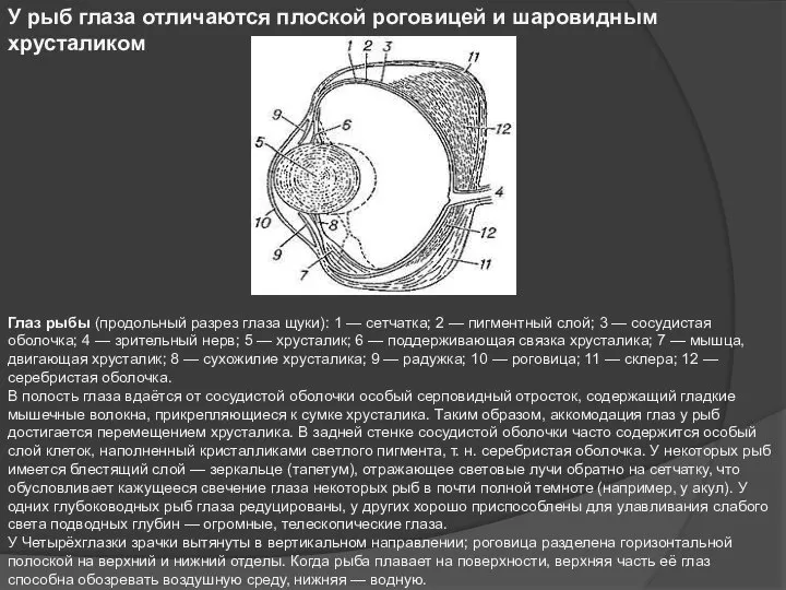 У рыб глаза отличаются плоской роговицей и шаровидным хрусталиком Глаз рыбы