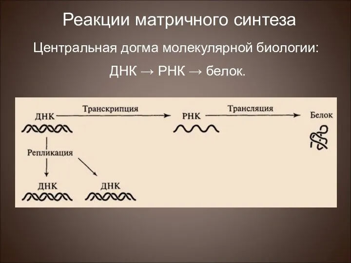 Центральная догма молекулярной биологии: ДНК → РНК → белок. Реакции матричного синтеза