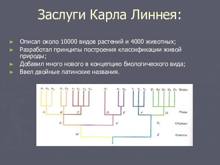 Заслуги Карла Линнея: Описал около 10000 видов растений и 4000 животных;