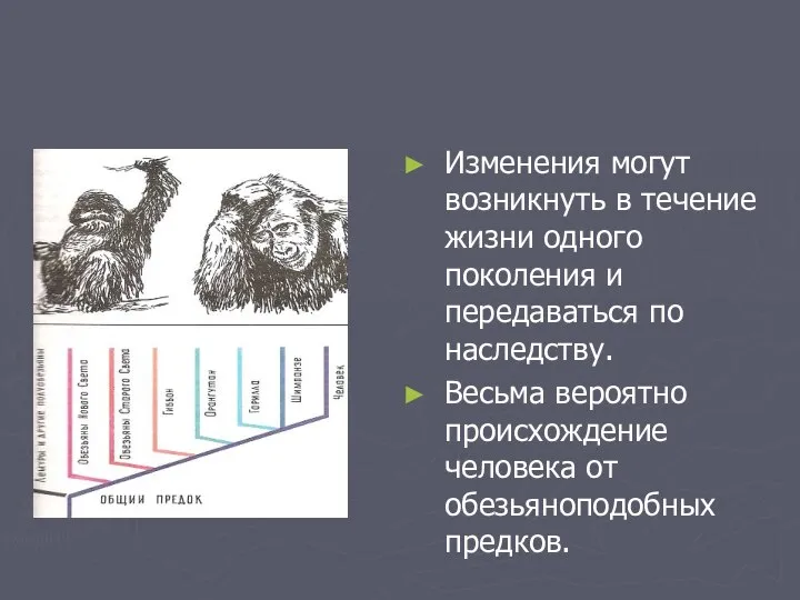 Изменения могут возникнуть в течение жизни одного поколения и передаваться по