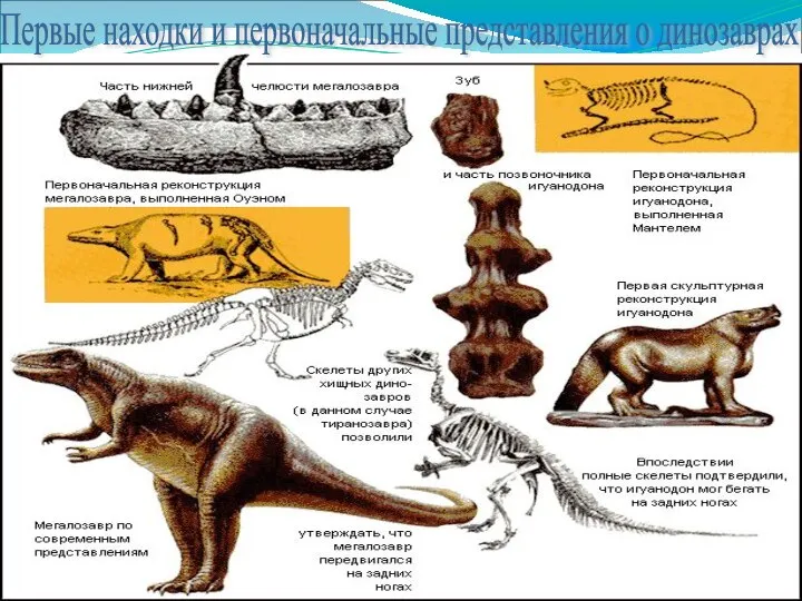Первые находки и первоначальные представления о динозаврах