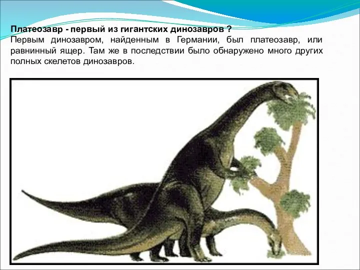 Платеозавр - первый из гигантских динозавров ? Первым динозавром, найденным в