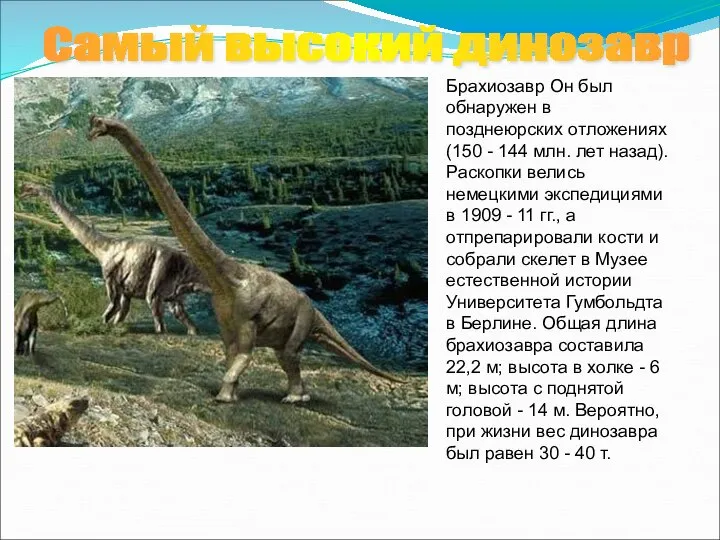 Брахиозавр Он был обнаружен в позднеюрских отложениях (150 - 144 млн.