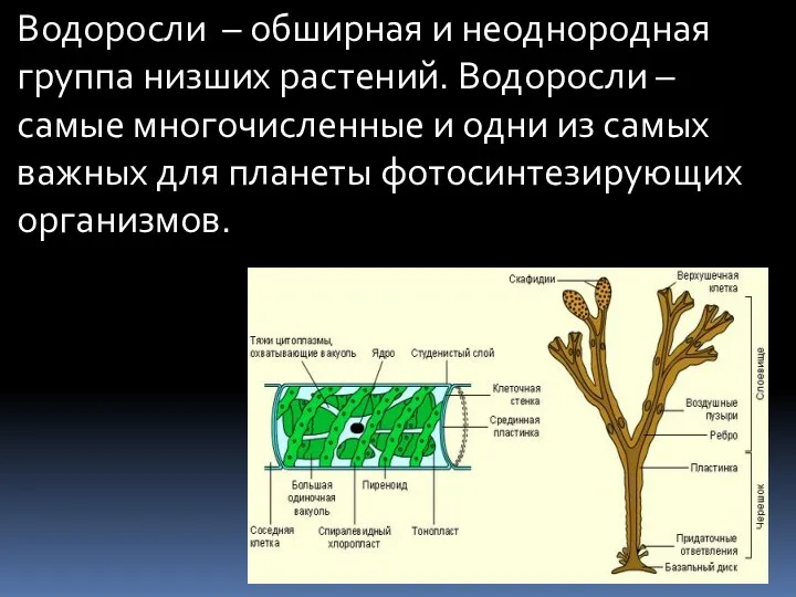 Водоросли – обширная и неоднородная группа низших растений. Водоросли – самые