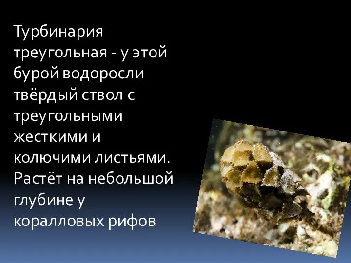 Турбинария треугольная - у этой бурой водоросли твёрдый ствол с треугольными