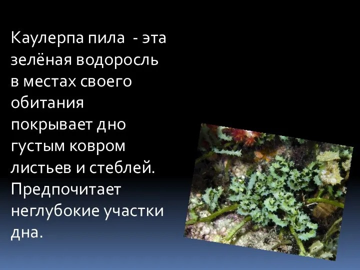 Каулерпа пила - эта зелёная водоросль в местах своего обитания покрывает