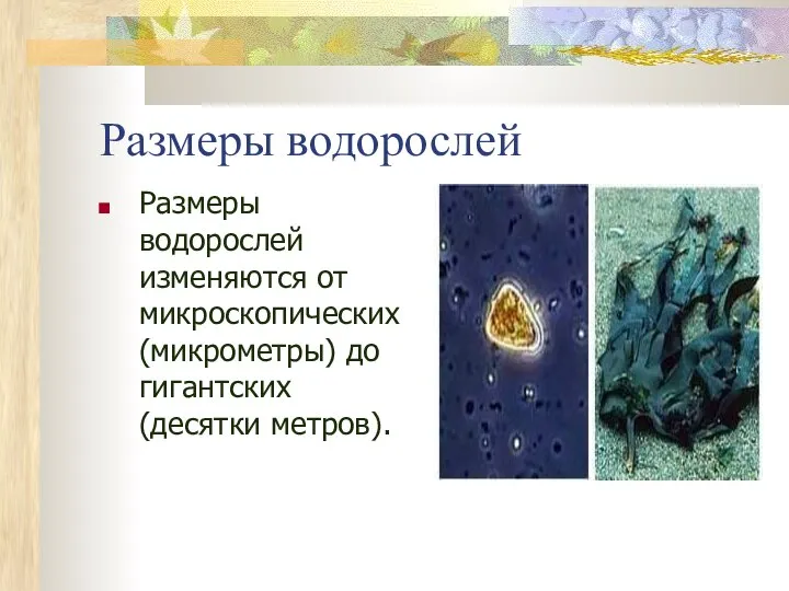 Размеры водорослей Размеры водорослей изменяются от микроскопических (микрометры) до гигантских (десятки метров).