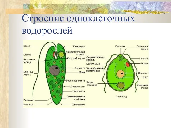 Строение одноклеточных водорослей