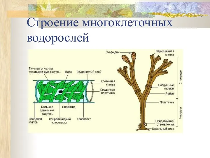 Строение многоклеточных водорослей