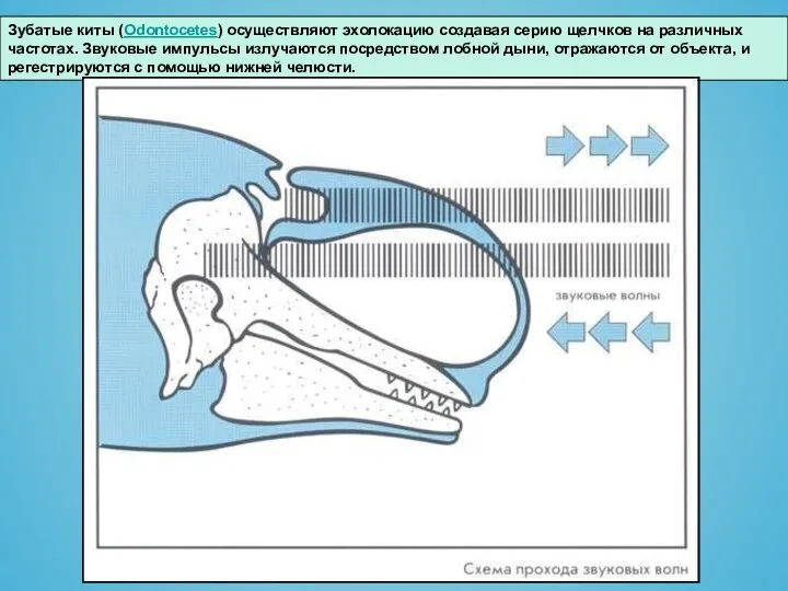 Зубатые киты (Odontocetes) осуществляют эхолокацию создавая серию щелчков на различных частотах.