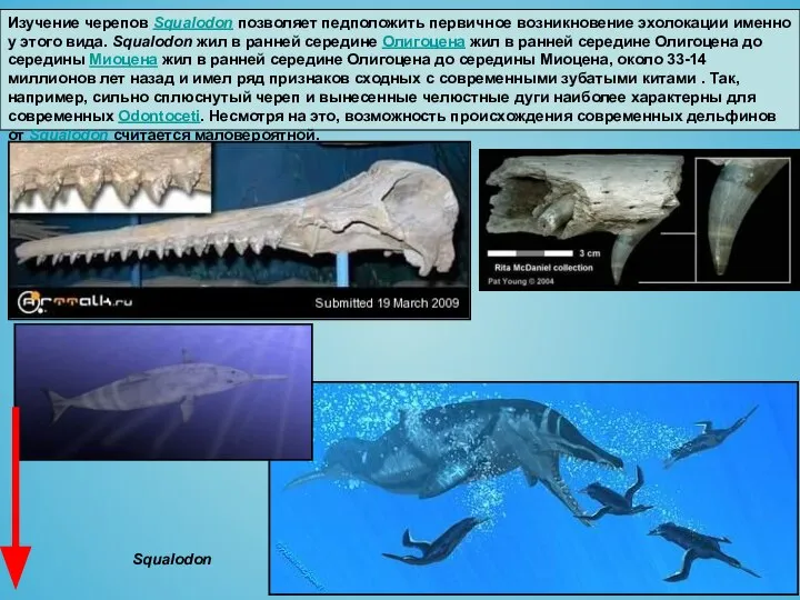 Изучение черепов Squalodon позволяет педположить первичное возникновение эхолокации именно у этого