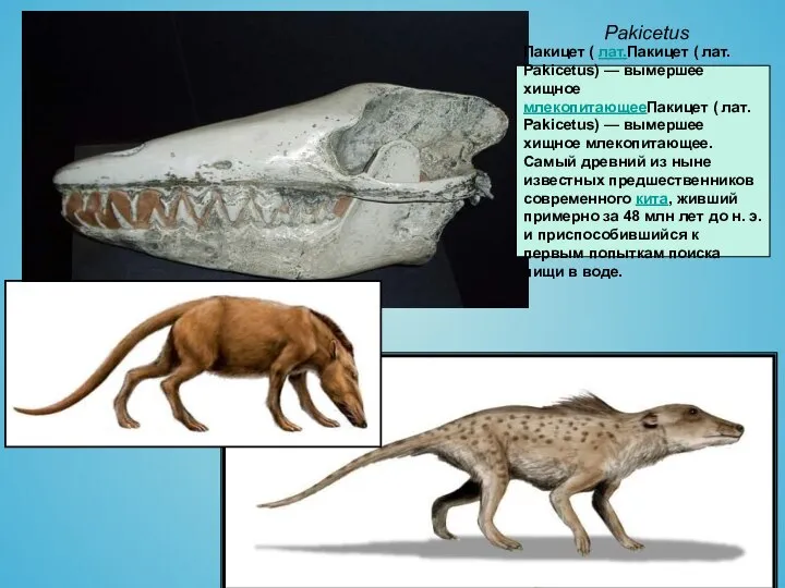 Pakicetus Пакицет ( лат.Пакицет ( лат. Pakicetus) — вымершее хищное млекопитающееПакицет