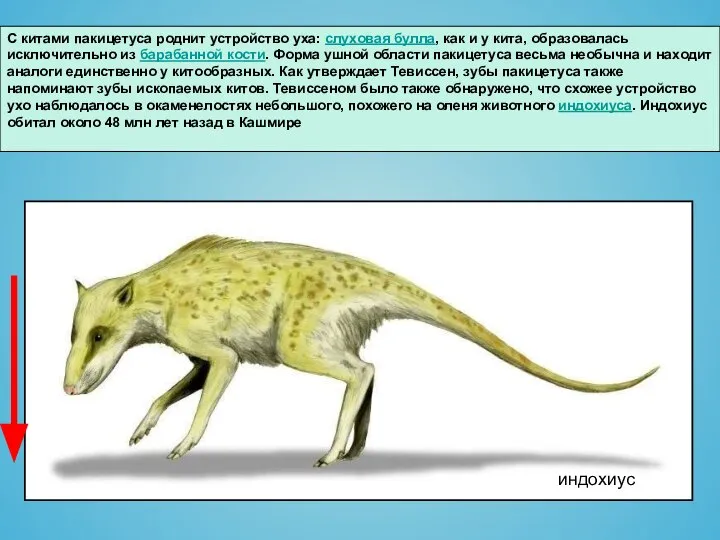 С китами пакицетуса роднит устройство уха: слуховая булла, как и у