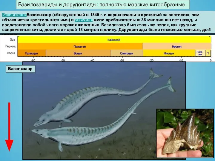 Базилозавриды и дорудонтиды: полностью морские китообразные БазилозаврБазилозавр (обнаруженный в 1840 г.