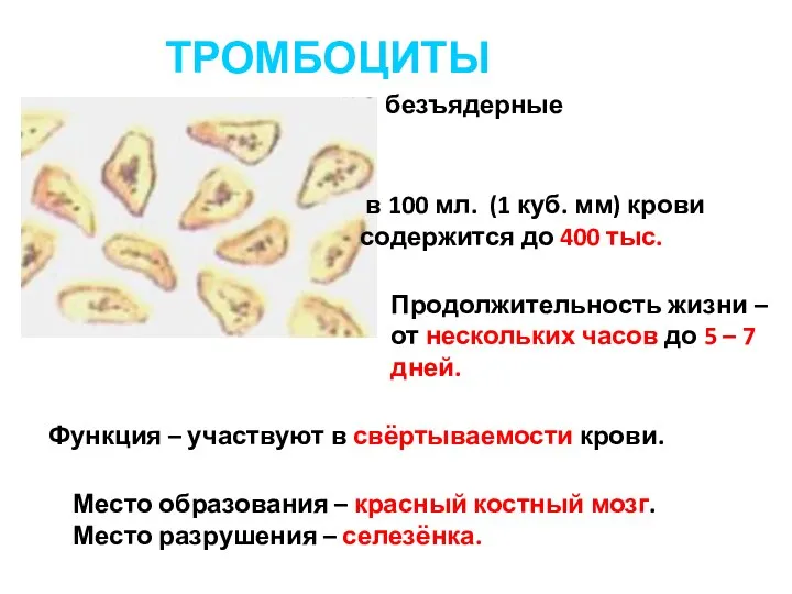 ТРОМБОЦИТЫ безъядерные в 100 мл. (1 куб. мм) крови содержится до