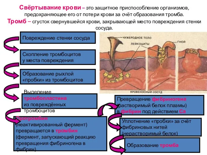 Свёртывание крови – это защитное приспособление организмов, предохраняющее его от потери