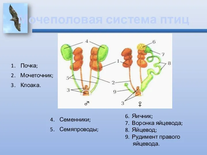 Мочеполовая система птиц Почка; Мочеточник; Клоака. Семенники; Семяпроводы; 6. Яичник; 7.