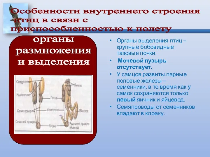 Органы выделения птиц – крупные бобовидные тазовые почки. Мочевой пузырь отсутствует.