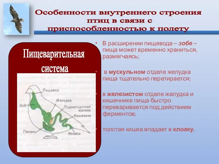 В расширении пищевода – зобе – пища может временно храниться, размягчаясь;