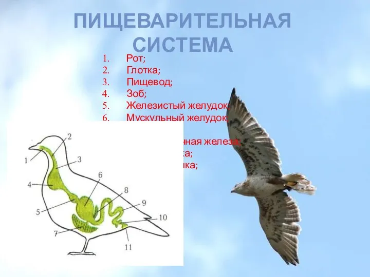 Пищеварительная система Рот; Глотка; Пищевод; Зоб; Железистый желудок; Мускульный желудок; Печень;