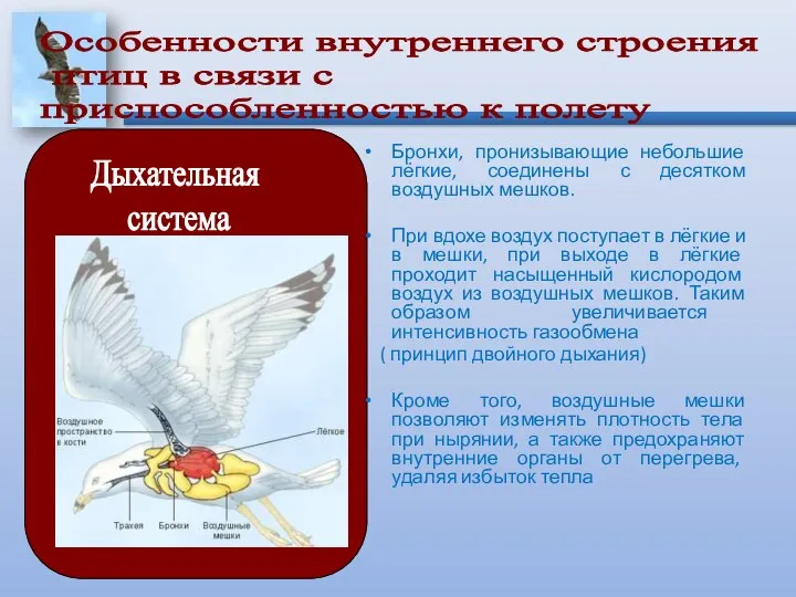 Бронхи, пронизывающие небольшие лёгкие, соединены с десятком воздушных мешков. При вдохе