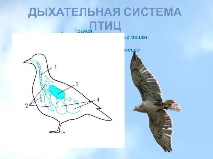 Дыхательная система птиц Трахея; Передние воздушные мешки; Лёгкие; Задние воздушные мешки.