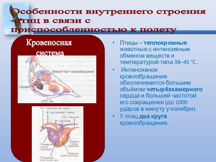 Птицы – теплокровные животные с интенсивным обменом веществ и температурой тела