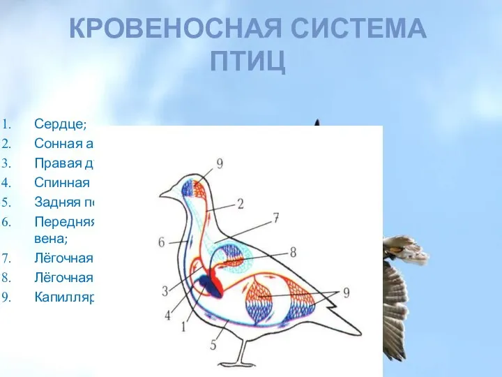 Кровеносная система птиц Сердце; Сонная артерия; Правая дуга аорты; Спинная аорта;