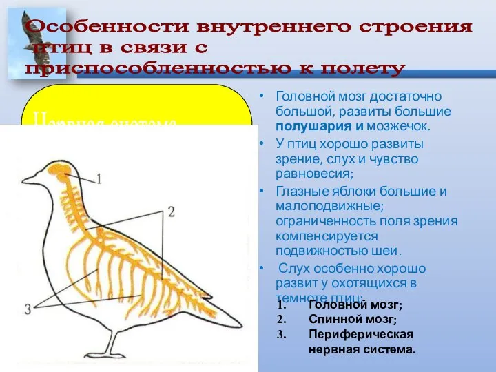 Головной мозг достаточно большой, развиты большие полушария и мозжечок. У птиц