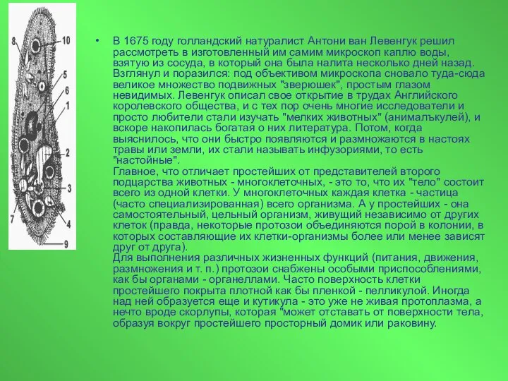 В 1675 году голландский натуралист Антони ван Левенгук решил рассмотреть в