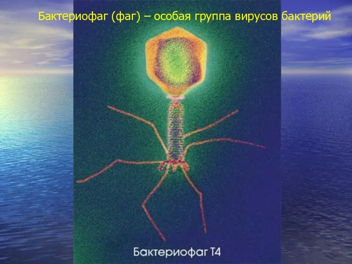 Бактериофаг (фаг) – особая группа вирусов бактерий