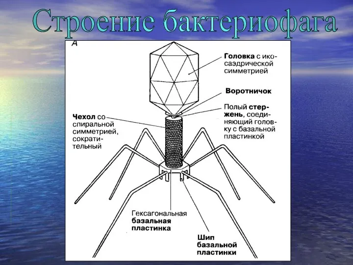 Строение бактериофага