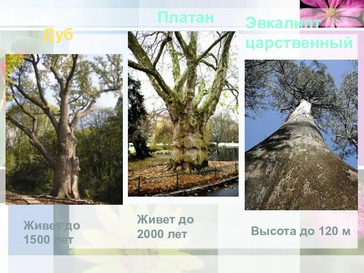 Платан Дуб Живет до 1500 лет Живет до 2000 лет Эвкалипт царственный Высота до 120 м